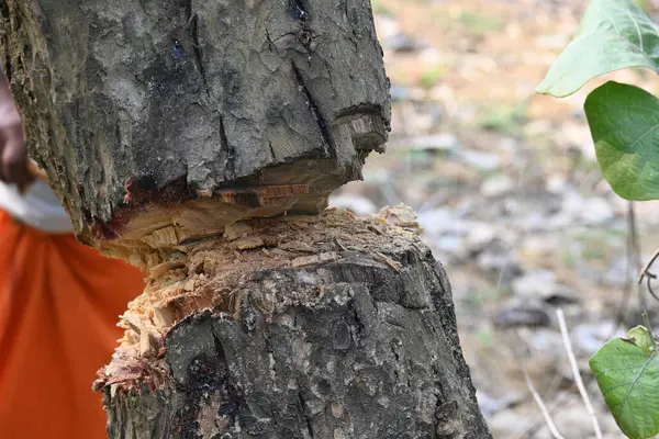 Ağaç baltayla kesiliyor. Bir Kızılderili köyünde odun kesiliyor. Hint köyü baltayla elinden odun kesiyor..