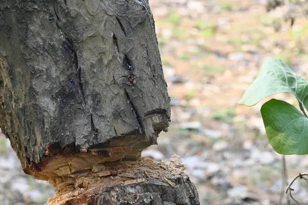 Ağaç baltayla kesiliyor. Bir Kızılderili köyünde odun kesiliyor. Hint köyü baltayla elinden odun kesiyor..