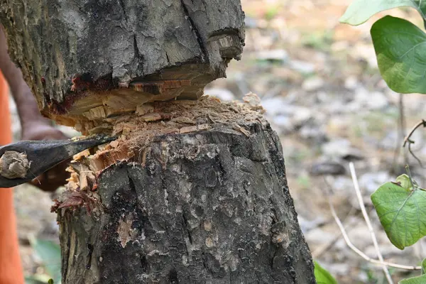 Ağaç baltayla kesiliyor. Bir Kızılderili köyünde odun kesiliyor. Hint köyü baltayla elinden odun kesiyor..