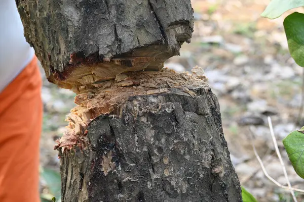 Ağaç baltayla kesiliyor. Bir Kızılderili köyünde odun kesiliyor. Hint köyü baltayla elinden odun kesiyor..