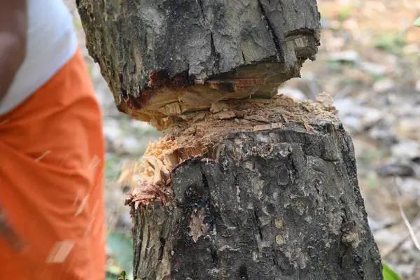Ağaç baltayla kesiliyor. Bir Kızılderili köyünde odun kesiliyor. Hint köyü baltayla elinden odun kesiyor..