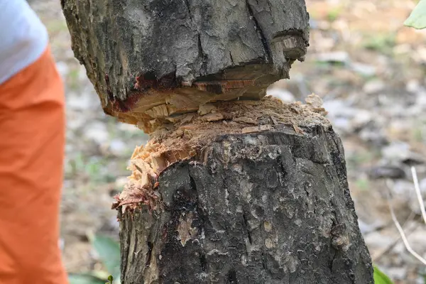Ağaç baltayla kesiliyor. Bir Kızılderili köyünde odun kesiliyor. Hint köyü baltayla elinden odun kesiyor..