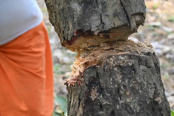 Ağaç baltayla kesiliyor. Bir Kızılderili köyünde odun kesiliyor. Hint köyü baltayla elinden odun kesiyor..
