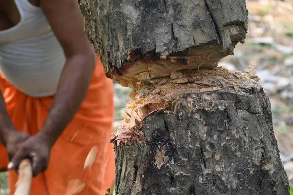 Ağaç baltayla kesiliyor. Bir Kızılderili köyünde odun kesiliyor. Hint köyü baltayla elinden odun kesiyor..