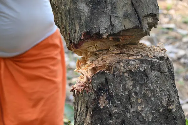 Ağaç baltayla kesiliyor. Bir Kızılderili köyünde odun kesiliyor. Hint köyü baltayla elinden odun kesiyor..