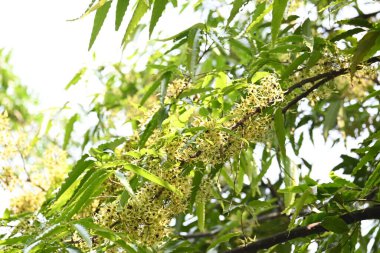 Polyalthia longifolia ağacı çiçekleri. Diğer adı Ashoka, glodokan, glodogan tiang, sahte Ashok ağacı. Bu ağaçların kabuğu birçok Ayurvedic ilaç yapımında kullanılır..