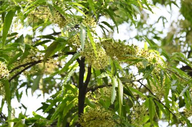 Polyalthia longifolia ağacı çiçekleri. Diğer adı Ashoka, glodokan, glodogan tiang, sahte Ashok ağacı. Bu ağaçların kabuğu birçok Ayurvedic ilaç yapımında kullanılır..