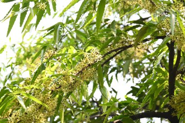 Polyalthia longifolia ağacı çiçekleri. Diğer adı Ashoka, glodokan, glodogan tiang, sahte Ashok ağacı. Bu ağaçların kabuğu birçok Ayurvedic ilaç yapımında kullanılır..