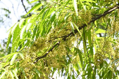 Polyalthia longifolia ağacı çiçekleri. Diğer adı Ashoka, glodokan, glodogan tiang, sahte Ashok ağacı. Bu ağaçların kabuğu birçok Ayurvedic ilaç yapımında kullanılır..