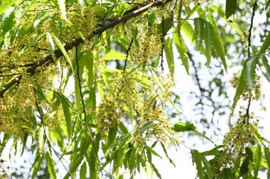 Polyalthia longifolia ağacı çiçekleri. Diğer adı Ashoka, glodokan, glodogan tiang, sahte Ashok ağacı. Bu ağaçların kabuğu birçok Ayurvedic ilaç yapımında kullanılır..