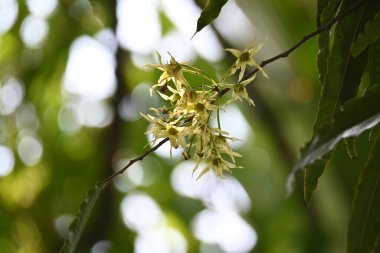 Polyalthia longifolia ağacı çiçekleri. Diğer adı Ashoka, glodokan, glodogan tiang, sahte Ashok ağacı. Bu ağaçların kabuğu birçok Ayurvedic ilaç yapımında kullanılır..