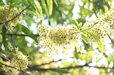 Polyalthia longifolia ağacı çiçekleri. Diğer adı Ashoka, glodokan, glodogan tiang, sahte Ashok ağacı. Bu ağaçların kabuğu birçok Ayurvedic ilaç yapımında kullanılır..