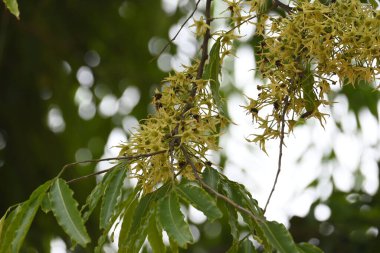 Polyalthia longifolia ağacı çiçekleri. Diğer adı Ashoka, glodokan, glodogan tiang, sahte Ashok ağacı. Bu ağaçların kabuğu birçok Ayurvedic ilaç yapımında kullanılır..