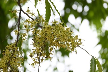 Polyalthia longifolia ağacı çiçekleri. Diğer adı Ashoka, glodokan, glodogan tiang, sahte Ashok ağacı. Bu ağaçların kabuğu birçok Ayurvedic ilaç yapımında kullanılır..