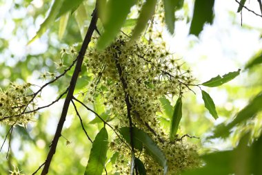 Polyalthia longifolia ağacı çiçekleri. Diğer adı Ashoka, glodokan, glodogan tiang, sahte Ashok ağacı. Bu ağaçların kabuğu birçok Ayurvedic ilaç yapımında kullanılır..
