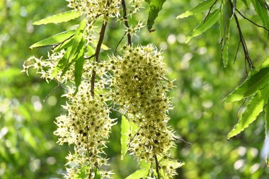Polyalthia longifolia ağacı çiçekleri. Diğer adı Ashoka, glodokan, glodogan tiang, sahte Ashok ağacı. Bu ağaçların kabuğu birçok Ayurvedic ilaç yapımında kullanılır..