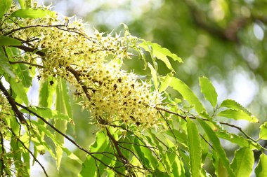 Polyalthia longifolia ağacı çiçekleri. Diğer adı Ashoka, glodokan, glodogan tiang, sahte Ashok ağacı. Bu ağaçların kabuğu birçok Ayurvedic ilaç yapımında kullanılır..