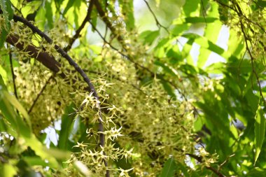 Polyalthia longifolia ağacı çiçekleri. Diğer adı Ashoka, glodokan, glodogan tiang, sahte Ashok ağacı. Bu ağaçların kabuğu birçok Ayurvedic ilaç yapımında kullanılır..