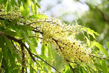 Polyalthia longifolia ağacı çiçekleri. Diğer adı Ashoka, glodokan, glodogan tiang, sahte Ashok ağacı. Bu ağaçların kabuğu birçok Ayurvedic ilaç yapımında kullanılır..