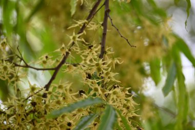 Polyalthia longifolia ağacı çiçekleri. Diğer adı Ashoka, glodokan, glodogan tiang, sahte Ashok ağacı. Bu ağaçların kabuğu birçok Ayurvedic ilaç yapımında kullanılır..