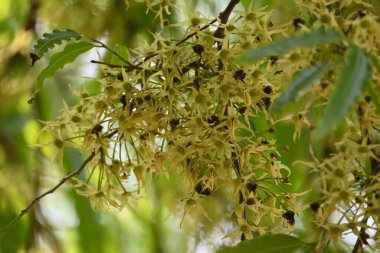 Polyalthia longifolia ağacı çiçekleri. Diğer adı Ashoka, glodokan, glodogan tiang, sahte Ashok ağacı. Bu ağaçların kabuğu birçok Ayurvedic ilaç yapımında kullanılır..