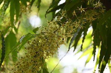 Polyalthia longifolia ağacı çiçekleri. Diğer adı Ashoka, glodokan, glodogan tiang, sahte Ashok ağacı. Bu ağaçların kabuğu birçok Ayurvedic ilaç yapımında kullanılır..