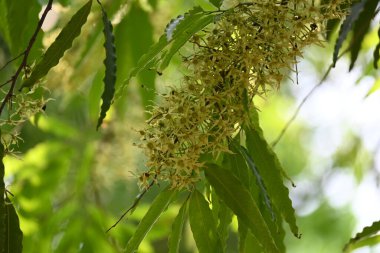 Polyalthia longifolia ağacı çiçekleri. Diğer adı Ashoka, glodokan, glodogan tiang, sahte Ashok ağacı. Bu ağaçların kabuğu birçok Ayurvedic ilaç yapımında kullanılır..