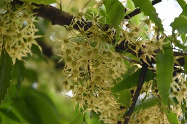 Polyalthia longifolia ağacı çiçekleri. Diğer adı Ashoka, glodokan, glodogan tiang, sahte Ashok ağacı. Bu ağaçların kabuğu birçok Ayurvedic ilaç yapımında kullanılır..