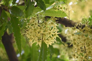 Polyalthia longifolia ağacı çiçekleri. Diğer adı Ashoka, glodokan, glodogan tiang, sahte Ashok ağacı. Bu ağaçların kabuğu birçok Ayurvedic ilaç yapımında kullanılır..