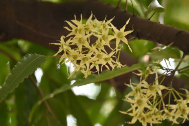 Polyalthia longifolia ağacı çiçekleri. Diğer adı Ashoka, glodokan, glodogan tiang, sahte Ashok ağacı. Bu ağaçların kabuğu birçok Ayurvedic ilaç yapımında kullanılır..