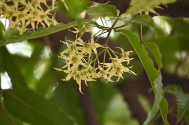 Polyalthia longifolia ağacı çiçekleri. Diğer adı Ashoka, glodokan, glodogan tiang, sahte Ashok ağacı. Bu ağaçların kabuğu birçok Ayurvedic ilaç yapımında kullanılır..