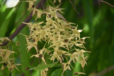 Polyalthia longifolia ağacı çiçekleri. Diğer adı Ashoka, glodokan, glodogan tiang, sahte Ashok ağacı. Bu ağaçların kabuğu birçok Ayurvedic ilaç yapımında kullanılır..