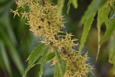 Polyalthia longifolia ağacı çiçekleri. Diğer adı Ashoka, glodokan, glodogan tiang, sahte Ashok ağacı. Bu ağaçların kabuğu birçok Ayurvedic ilaç yapımında kullanılır..