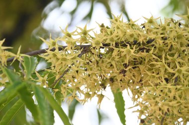Polyalthia longifolia ağacı çiçekleri. Diğer adı Ashoka, glodokan, glodogan tiang, sahte Ashok ağacı. Bu ağaçların kabuğu birçok Ayurvedic ilaç yapımında kullanılır..
