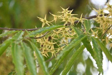 Polyalthia longifolia ağacı çiçekleri. Diğer adı Ashoka, glodokan, glodogan tiang, sahte Ashok ağacı. Bu ağaçların kabuğu birçok Ayurvedic ilaç yapımında kullanılır..