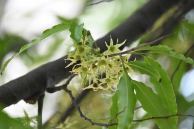 Polyalthia longifolia ağacı çiçekleri. Diğer adı Ashoka, glodokan, glodogan tiang, sahte Ashok ağacı. Bu ağaçların kabuğu birçok Ayurvedic ilaç yapımında kullanılır..