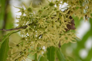 Polyalthia longifolia ağacı çiçekleri. Diğer adı Ashoka, glodokan, glodogan tiang, sahte Ashok ağacı. Bu ağaçların kabuğu birçok Ayurvedic ilaç yapımında kullanılır..