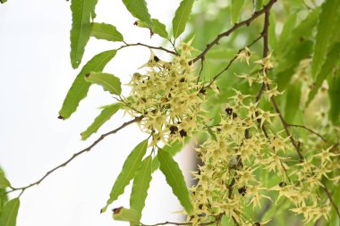 Polyalthia longifolia ağacı çiçekleri. Diğer adı Ashoka, glodokan, glodogan tiang, sahte Ashok ağacı. Bu ağaçların kabuğu birçok Ayurvedic ilaç yapımında kullanılır..
