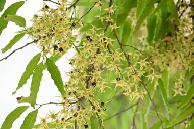 Polyalthia longifolia ağacı çiçekleri. Diğer adı Ashoka, glodokan, glodogan tiang, sahte Ashok ağacı. Bu ağaçların kabuğu birçok Ayurvedic ilaç yapımında kullanılır..