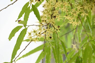 Polyalthia longifolia ağacı çiçekleri. Diğer adı Ashoka, glodokan, glodogan tiang, sahte Ashok ağacı. Bu ağaçların kabuğu birçok Ayurvedic ilaç yapımında kullanılır..