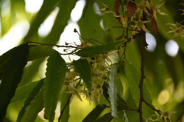 Polyalthia longifolia ağacı çiçekleri. Diğer adı Ashoka, glodokan, glodogan tiang, sahte Ashok ağacı. Bu ağaçların kabuğu birçok Ayurvedic ilaç yapımında kullanılır..