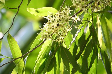 Polyalthia longifolia ağacı çiçekleri. Diğer adı Ashoka, glodokan, glodogan tiang, sahte Ashok ağacı. Bu ağaçların kabuğu birçok Ayurvedic ilaç yapımında kullanılır..