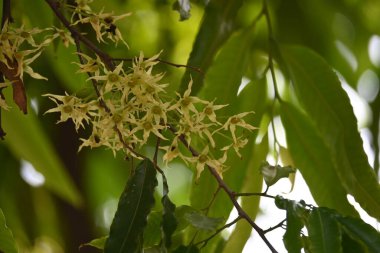 Polyalthia longifolia ağacı çiçekleri. Diğer adı Ashoka, glodokan, glodogan tiang, sahte Ashok ağacı. Bu ağaçların kabuğu birçok Ayurvedic ilaç yapımında kullanılır..