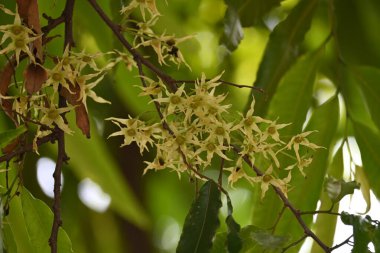 Polyalthia longifolia ağacı çiçekleri. Diğer adı Ashoka, glodokan, glodogan tiang, sahte Ashok ağacı. Bu ağaçların kabuğu birçok Ayurvedic ilaç yapımında kullanılır..