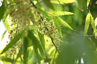 Polyalthia longifolia ağacı çiçekleri. Diğer adı Ashoka, glodokan, glodogan tiang, sahte Ashok ağacı. Bu ağaçların kabuğu birçok Ayurvedic ilaç yapımında kullanılır..