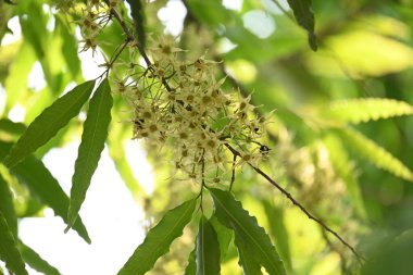 Polyalthia longifolia ağacı çiçekleri. Diğer adı Ashoka, glodokan, glodogan tiang, sahte Ashok ağacı. Bu ağaçların kabuğu birçok Ayurvedic ilaç yapımında kullanılır..