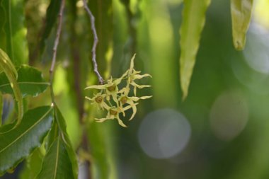 Polyalthia longifolia ağacı çiçekleri. Diğer adı Ashoka, glodokan, glodogan tiang, sahte Ashok ağacı. Bu ağaçların kabuğu birçok Ayurvedic ilaç yapımında kullanılır..