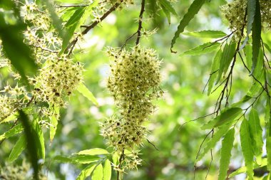 Polyalthia longifolia ağacı çiçekleri. Diğer adı Ashoka, glodokan, glodogan tiang, sahte Ashok ağacı. Bu ağaçların kabuğu birçok Ayurvedic ilaç yapımında kullanılır..