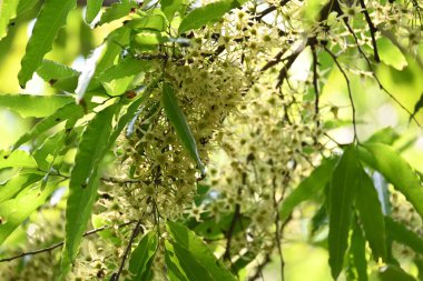 Polyalthia longifolia ağacı çiçekleri. Diğer adı Ashoka, glodokan, glodogan tiang, sahte Ashok ağacı. Bu ağaçların kabuğu birçok Ayurvedic ilaç yapımında kullanılır..