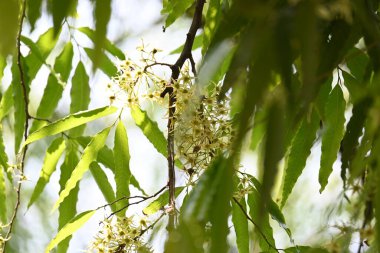 Polyalthia longifolia ağacı çiçekleri. Diğer adı Ashoka, glodokan, glodogan tiang, sahte Ashok ağacı. Bu ağaçların kabuğu birçok Ayurvedic ilaç yapımında kullanılır..